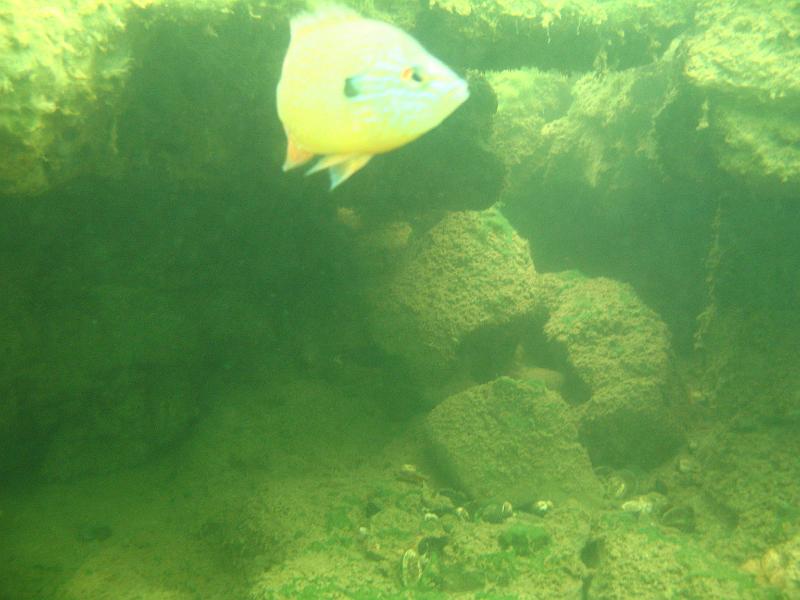 Scuba Table Rock 056.jpg